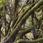 VIP tour of La Gomera from Tenerife - The Itinerary in Detail: What to Expect