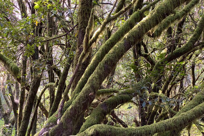 VIP tour of La Gomera from Tenerife - The Itinerary in Detail: What to Expect