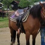 Visit a Farm and Horseback Riding in Nature - Who Will Love This Experience?