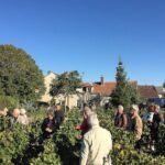Visit and Chablis wine tasting at Domaine Clotilde Davenne in English - Who Should Consider This Tour?