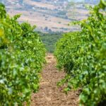 Visit and Private Tasting of EVO Oil and Organic Wine - Who Will Love This Tour?