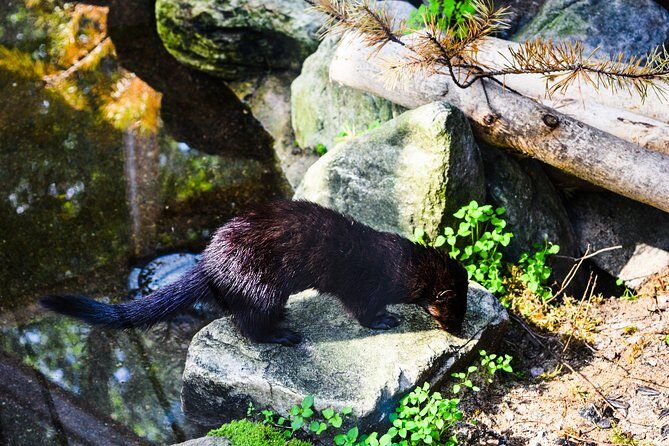 Visit Ranua Arctic Wildlife Park from Kemi - Final Thoughts