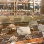 Visit Shell Museum Cavtat - A Detailed Look at the Itinerary