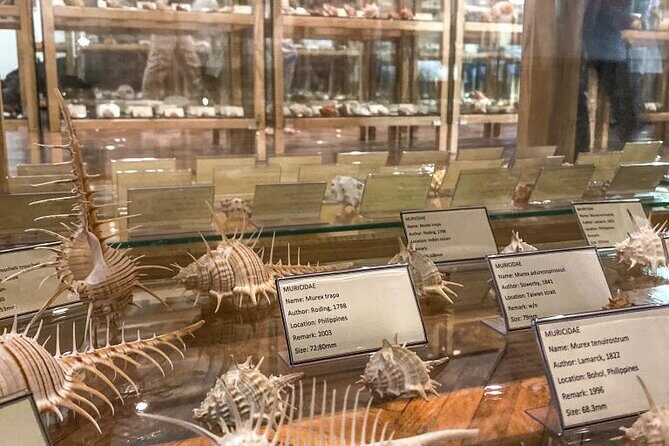 Visit Shell Museum Cavtat - A Detailed Look at the Itinerary