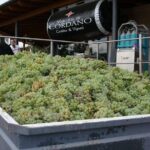 Visit the Marchesi de Cordano winery and taste its wines - The Value of This Experience