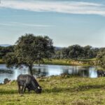 Visit to a brave bull farm in Andalusia - Who Will Love This Tour?