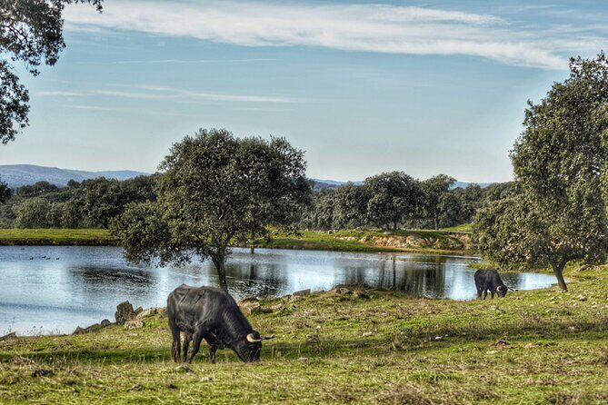 Visit to a brave bull farm in Andalusia - Who Will Love This Tour?