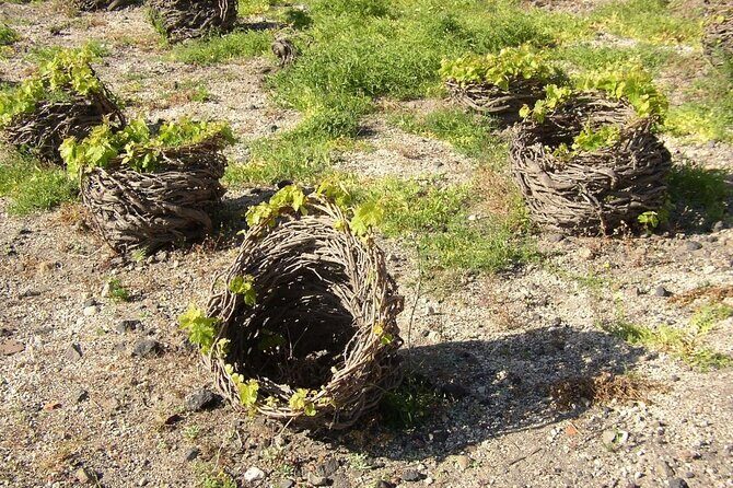 Visit to a Wine Museum and Wine Tasting in Santorini - Who Should Consider This Tour?