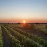 Visit to a Winery in Salento with Wine tasting and light lunch. From Lecce - FAQs