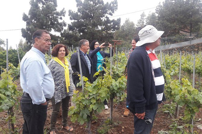 Visit to Arafo Mountain Vineyard and Organic Wine Tasting - Is this Tour Worth It?