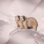 Visit To Ranua Zoo - Who Should Consider This Tour?