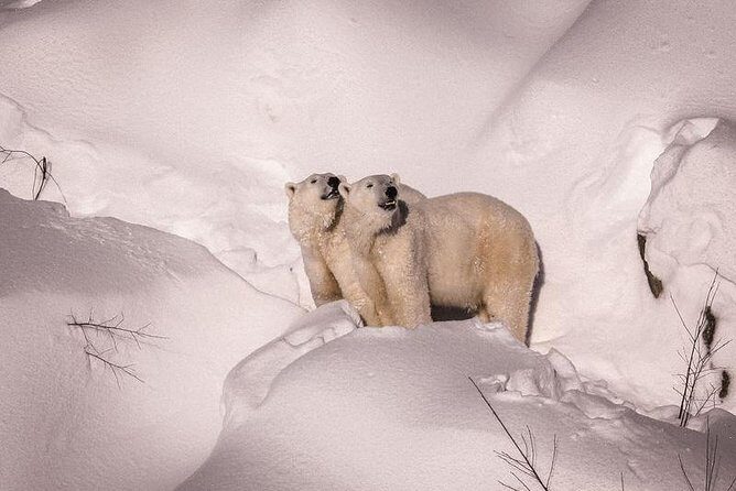 Visit To Ranua Zoo - Who Should Consider This Tour?