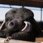 Visit to the Bufale and Dairy farm with cheese tasting - Why This Tour is a Great Choice