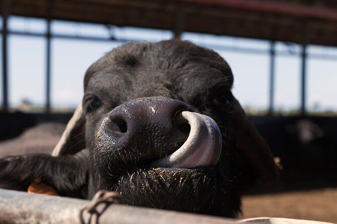 Visit to the Bufale and Dairy farm with cheese tasting - Why This Tour is a Great Choice