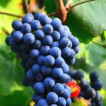 Visit to the Faugères Vineyards with Picnic from Béziers - The First Vineyard: Delving into Faugères’ Unique Terroir