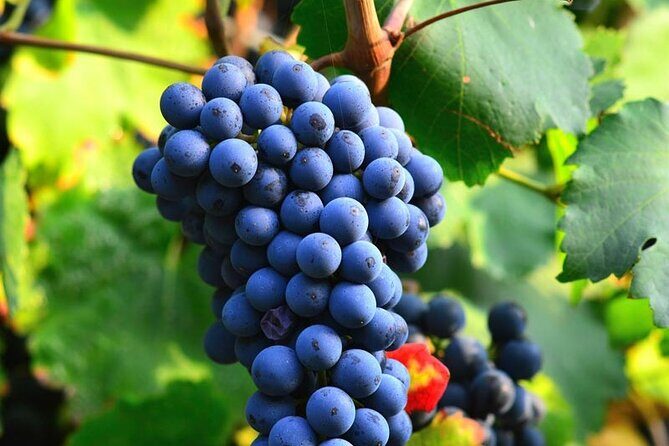 Visit to the Faugères Vineyards with Picnic from Béziers - The First Vineyard: Delving into Faugères’ Unique Terroir