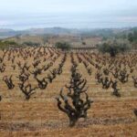 Viticulture and Wine-Tasting 3-Hour Trip from Barcelona - Value and Practical Considerations