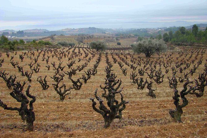 Viticulture and Wine-Tasting 3-Hour Trip from Barcelona - Value and Practical Considerations