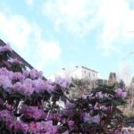 Walking tour: Medieval Spirit of Bergen + sweet Arctic gifts - Modern Bergen and Local Life