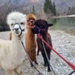 Walking with alpacas - Domaija Loncnar - Bohinj - Who Is This Tour Best For?