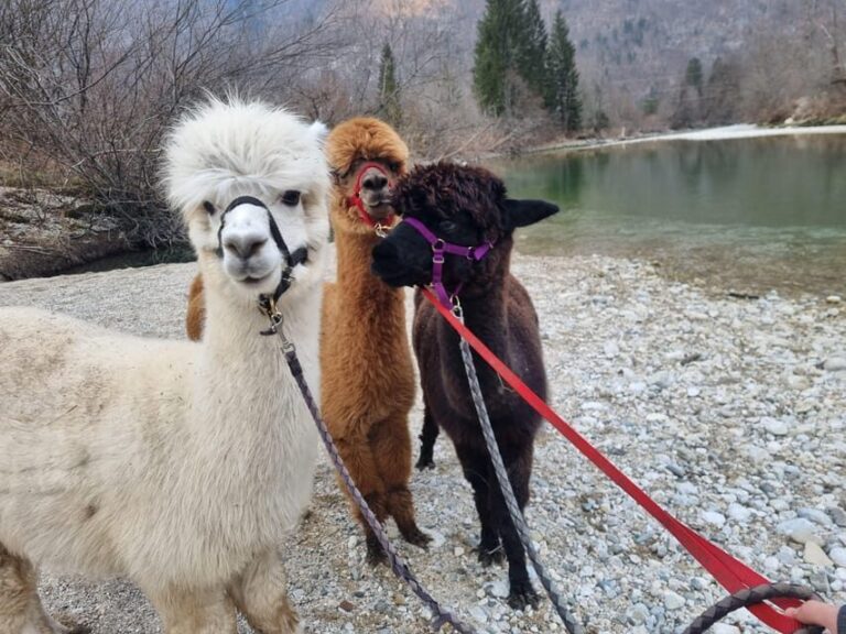 Walking with alpacas - Domaija Loncnar - Bohinj - Who Is This Tour Best For?