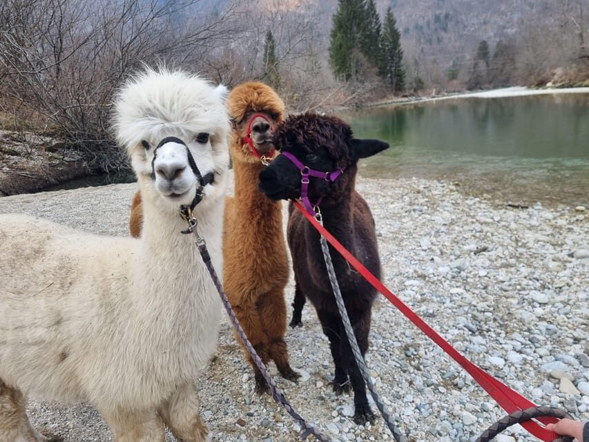 Walking with alpacas - Domaija Loncnar - Bohinj - Who Is This Tour Best For?
