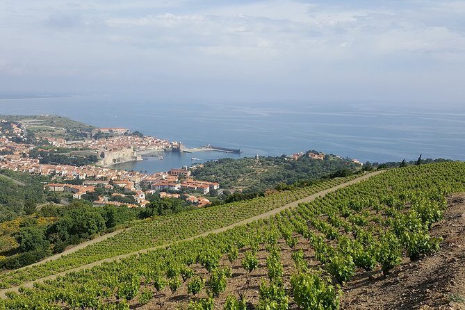 Walks in the heart of the secret vineyards around Collioure, tastings - The Sum Up