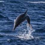 Watching whales and dolphins on Terceira Island - The Itinerary: What to Expect