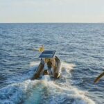 Whale and Dolphin Watching EcoAdventure in Tenerife - Why This Tour Works Well for Specific Travelers