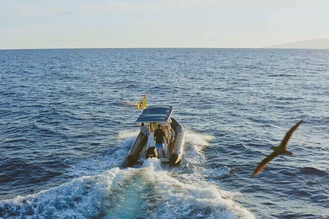 Whale and Dolphin Watching EcoAdventure in Tenerife - Why This Tour Works Well for Specific Travelers