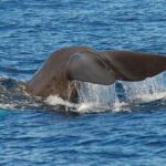 Whale and Dolphin Watching in Calheta, Madeira Island - Who Would Love This Tour?