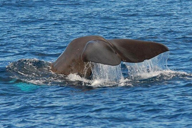Whale and Dolphin Watching in Calheta, Madeira Island - Who Would Love This Tour?