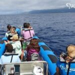 Whale and dolphin watching in Pico Island - Final Thoughts
