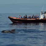 Whale and Dolphin Watching in Pico Island - Half Day - The Value of This Tour