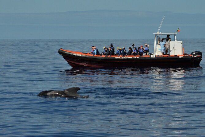 Whale and Dolphin Watching in Pico Island - Half Day - The Value of This Tour