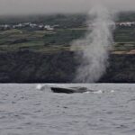 Whale and Dolphin Watching in Terceira Island - Final Thoughts