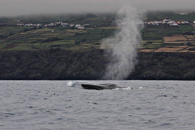 Whale and Dolphin Watching in Terceira Island - Final Thoughts