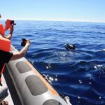 Whale and Dolphin Watching Tour from Funchal - The Sum Up