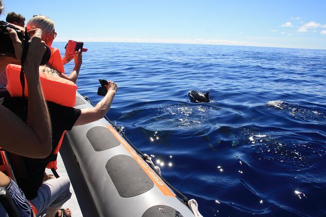 Whale and Dolphin Watching Tour from Funchal - The Sum Up