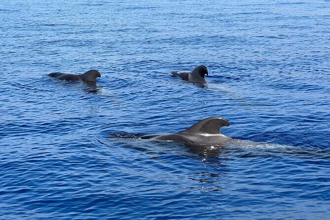 Whale and dolphin watching tour Los Gigantes and Masca in small groups - The Itinerary in Detail
