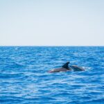Whale & Dolphin Observation on Silent Catamaran with Hydrophone - Authentic Encounters and Valuable Insights