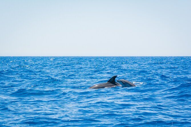 Whale & Dolphin Observation on Silent Catamaran with Hydrophone - Authentic Encounters and Valuable Insights