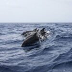 Whale & Dolphin Watching in Tenerife (Puerto Colon) On a Large Catamaran - Water Activities and Relaxation