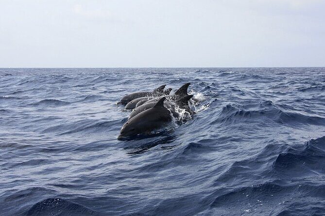 Whale & Dolphin Watching in Tenerife (Puerto Colon) On a Large Catamaran - Water Activities and Relaxation