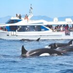 Whale Watching - Price & Value Analysis