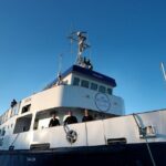 Whale Watching and Marine Life Tour in Reykjavik - The Wildlife Encounters: What You Might See