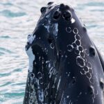 Whale Watching and Sea Angling Tour - What Sets This Tour Apart?