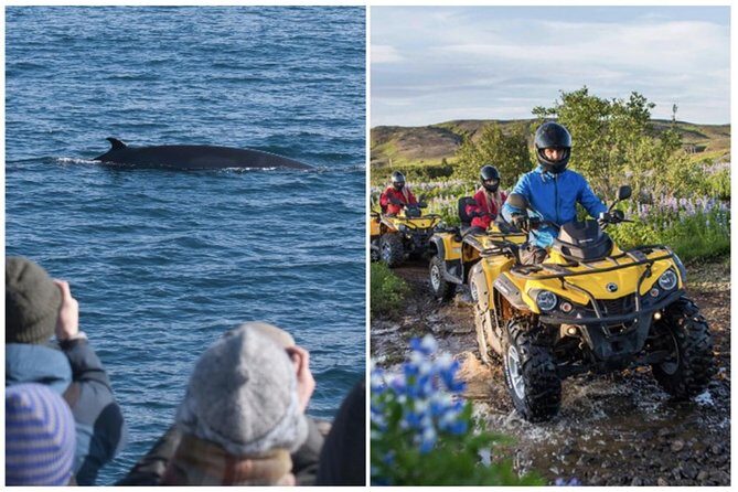 Whale Watching & ATV Adventure from Reykjavik - Who Would Love This Tour?