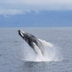 Whale-Watching Boat Tour with Expert Guide from Reykjavik - Who Will Love This Tour?