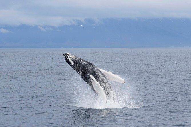 Whale-Watching Boat Tour with Expert Guide from Reykjavik - Who Will Love This Tour?